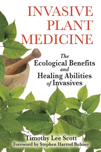 Invasive Plant Medicine The Ecological Benefits and Healing Abilities of Invasives