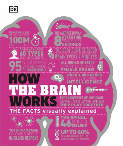 How the Brain Works The Facts Visually Explained-1