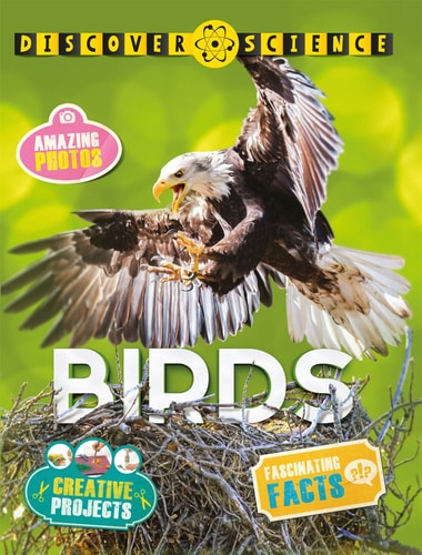 Birds-zoom-1